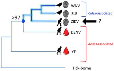 Linking Only Aedes aegypti with Zika Virus Has World-Wide Public Health Implications